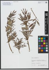 Foto von Salix viminalis L.